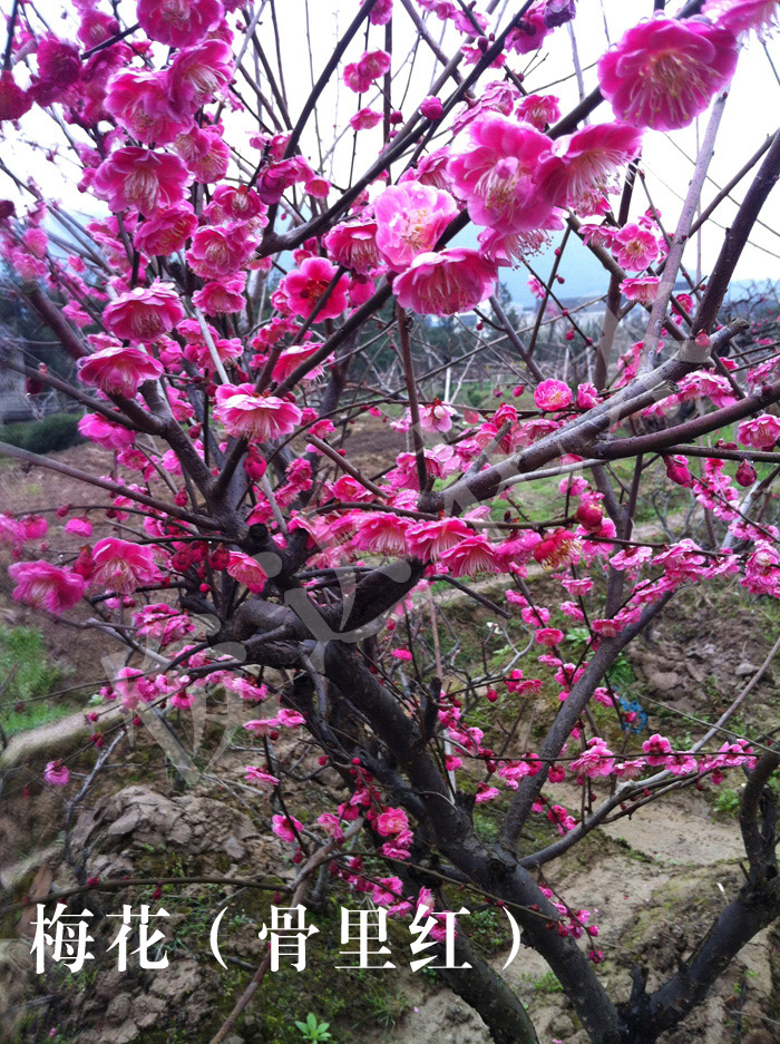 梅花(骨里红)-宁波市奉化俊达花木专业合作社